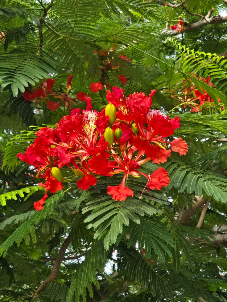 Royal Poinciana Sapling